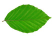 beech leaf isolated on white background