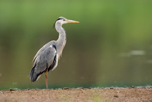 Grey Heron In The Nature