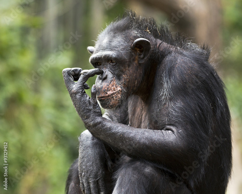 Plakat portret szympansa drapiąc się w nos