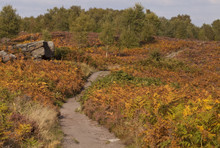 An Autumn Ramble. A Field Of Bracken Turning Orange With Autumn Has A Path Running Through It.