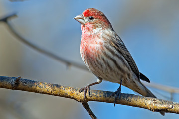 Wall Mural - Male House Finch on tree branch