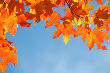 Autumn Leaves Against Blue Sky