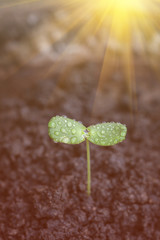 Canvas Print - Seedlings with sunlight