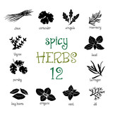 Web icon set of different spicy herbs
