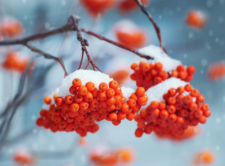 Poster - Nature. Bright clusters of a mountain ash in snow.