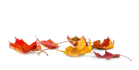 Wall Mural - Autum Background with colorful fall leaves falling down from tree. Isolated on white