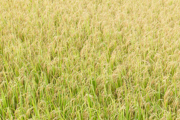 Wall Mural - Rice fields in the tropics