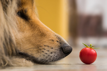 Collie träumt vor Tomate