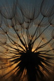 Fototapeta Dmuchawce -  Sunset through a dandelion 