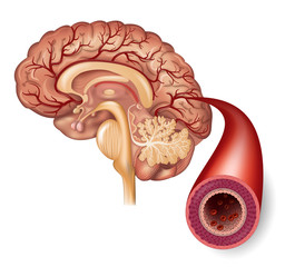 Wall Mural - Normal brain and artery