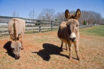 mini donkeys