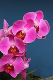 Fototapeta Storczyk - Orchidee, pink, Orchidaceae