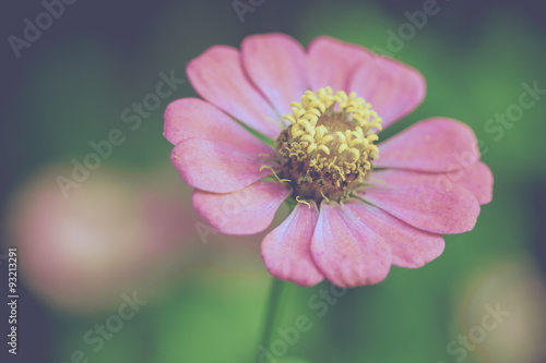 Close up of a purple Zinnia flower
