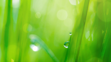 drop on grass and green background