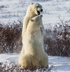 Two polar bears playing with each other in the tundra. Canada. An excellent illustration.