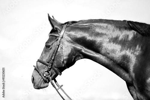 Naklejka dekoracyjna horse monochrome black and white portrait