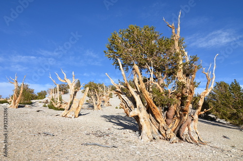 Fotografie, Obraz Worlds oldest trees in the White Mountains of California, USA.
