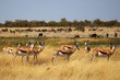© N. Calame - Harde de springboks dans la savane herbeuse.