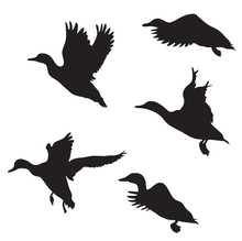 Professional Silhouette Duck Stock Photos - Public Domain Pictures - Page 2