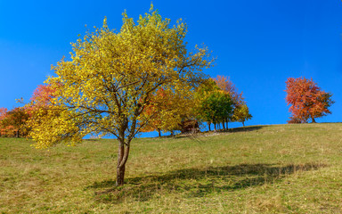 Wall Mural - Autumn trees in Transylvania