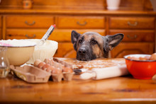 Mischievous  German Shepherd Dog Quite A Mess In The Kitchen