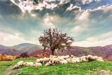 Sheep under the tree and dramatic sky