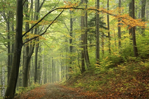 Fototapeta na wymiar Forest trail in autumnal colors