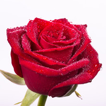Beautiful Blood Red Rose With Water Drops