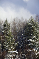 The winter forest covered with snow. Rural. Russia. 