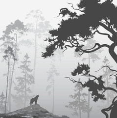  wolf in the forest