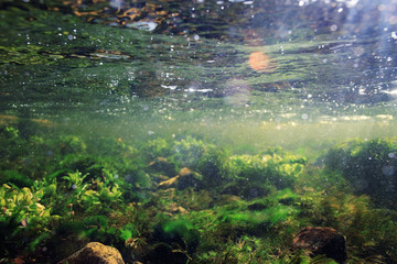 underwater scenery, algae, clean clear water, mountain river cleanliness