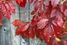 Red Leaves Of Decorative Grapes On A Wall Fall
