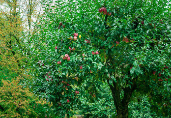 Wall Mural - Apfelbaum im Garten