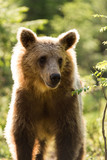 Fototapeta Zwierzęta - Wild brown bears in forest