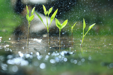 Wall Mural - grass dew rain macro fresh green eco