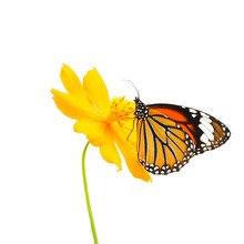 Butterfly (Common Tiger) And Flower Isolated On White Background