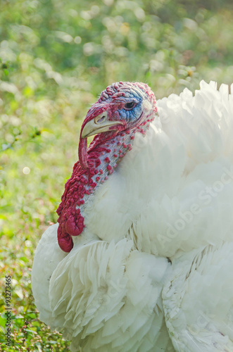 Fényképezés White turkey bird, close up, outdoor, sun rays light, country side