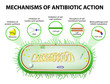 Mechanisms of Action of Antimicrobials