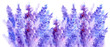 Watercolor lavender flower blossom background 