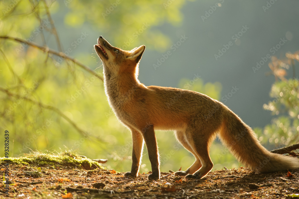 Red fox from side in beauty autumn backllight - obrazy, fototapety, plakaty 