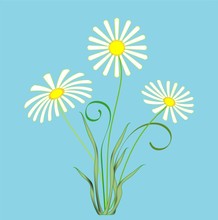 Daisies, Vector Illustration Of A Bunch Of Summer Daisies