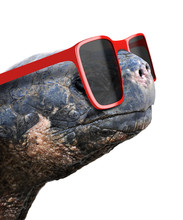 Funny Animal Portrait Of An Old Galapagos Tortoise With Big Red Nerdy Sunglasses