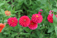 Red Zinnia Flowers In The Garden.