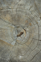 Tree Stump Top View Close Up. Texture Of Old Dry Tree Stump With