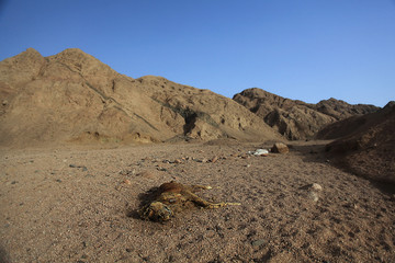 Wall Mural - death desert drought stones