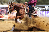 Fototapeta Nowy Jork - The side view of a rider stopping a horse in the sand.