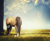 Fototapeta Konie - Horse grazes on autumn pasture against backdrop of beautiful sky