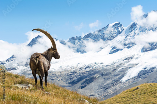Fotografia Alpine Ibex (Capra ibex), Gran Paradiso National Park, Italy
