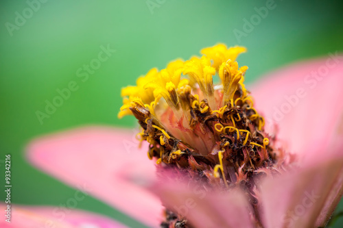 Close up of a purple Zinnia flower