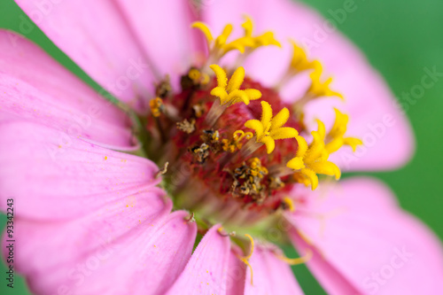 Close up of a purple Zinnia flower